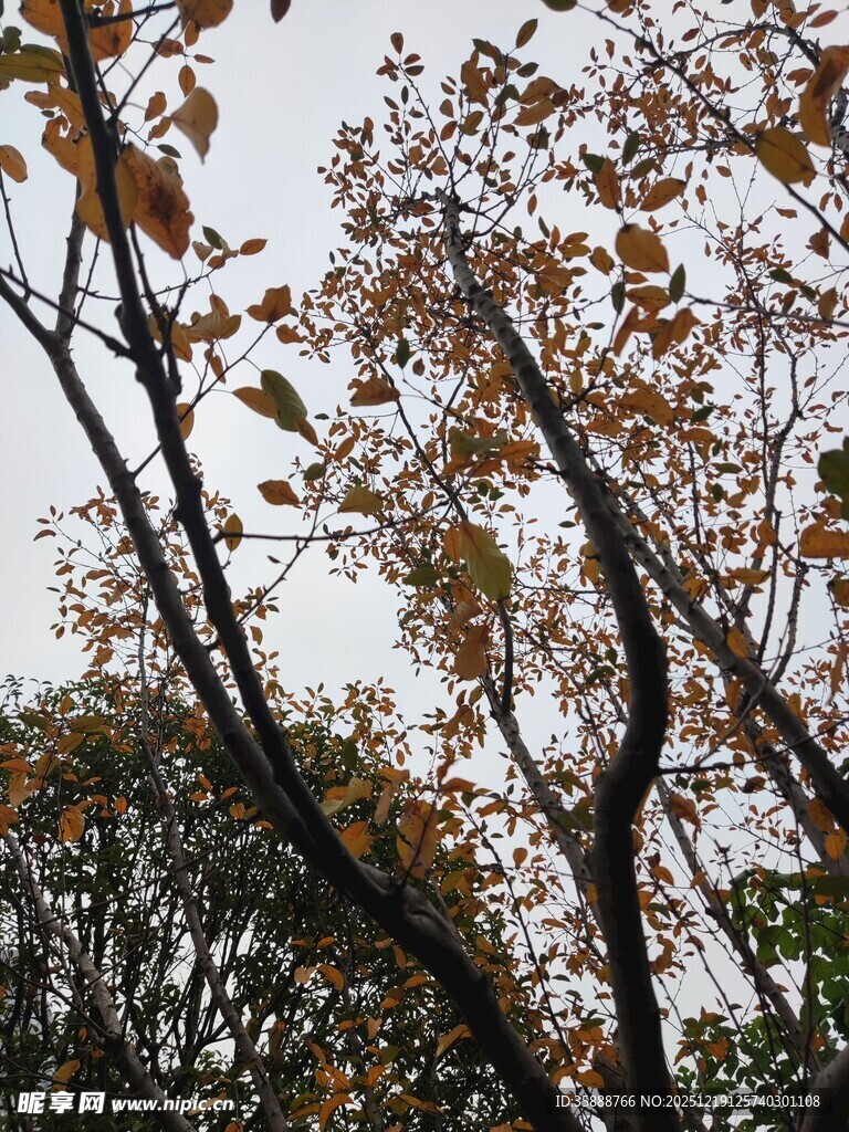 秋日树梢斑斓树叶景致