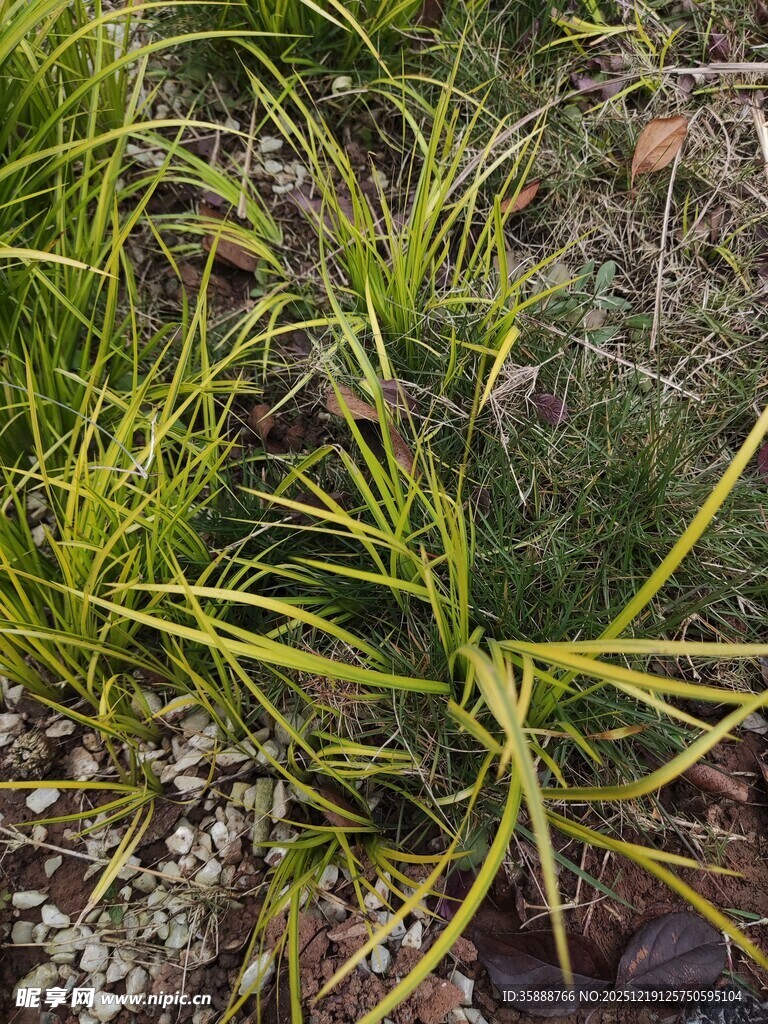 翠绿丛生植物特写