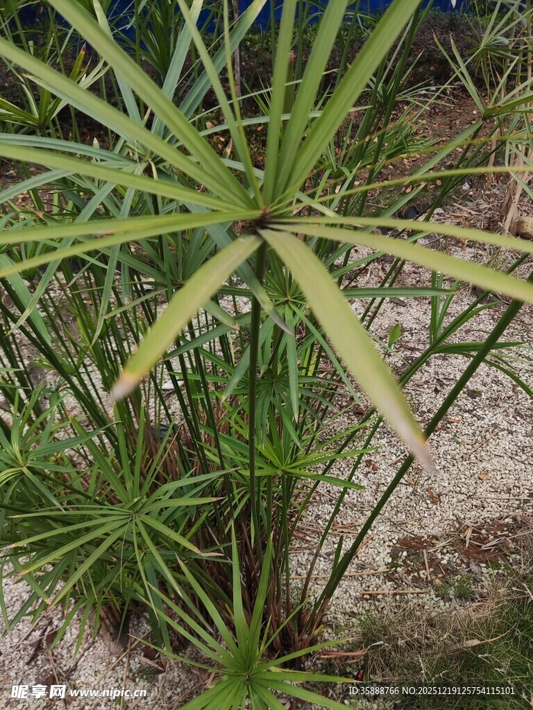 翠绿棕竹植物景观