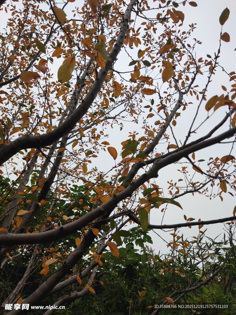 秋日枝头黄叶飘零