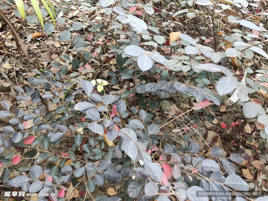 地面上多彩的落叶景观