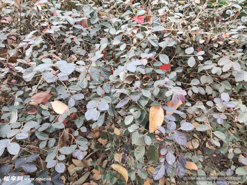 地面上的多彩落叶