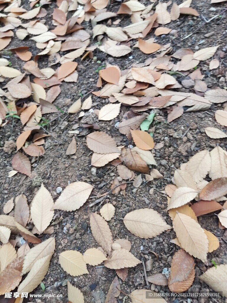 地面散落的枯黄落叶