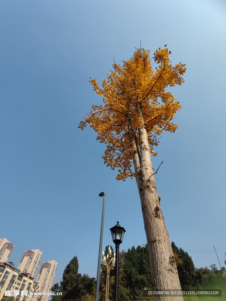 秋日银杏树蓝天之下