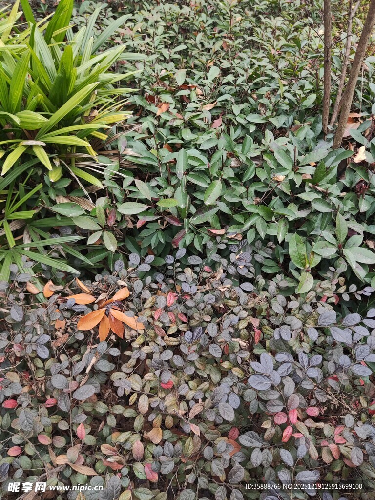 多彩多肉植物景观