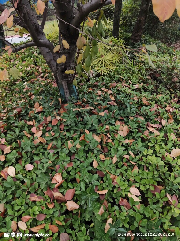 秋日树下落叶与绿植景象