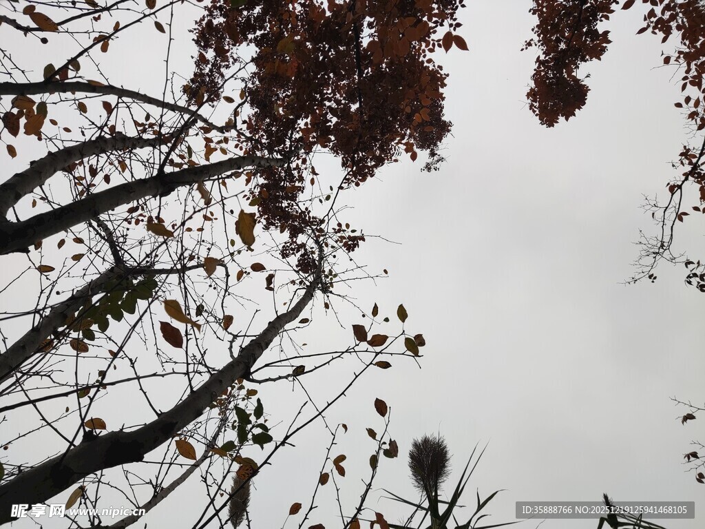 秋日树枝与天空景象