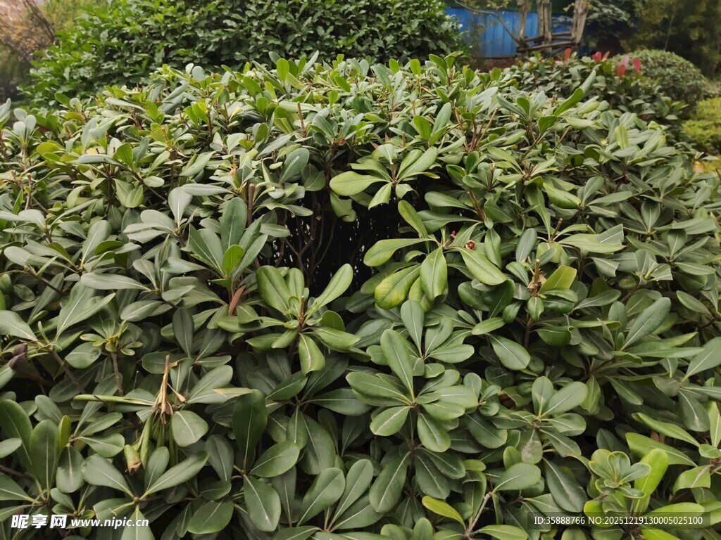 茂密绿植叶片繁茂