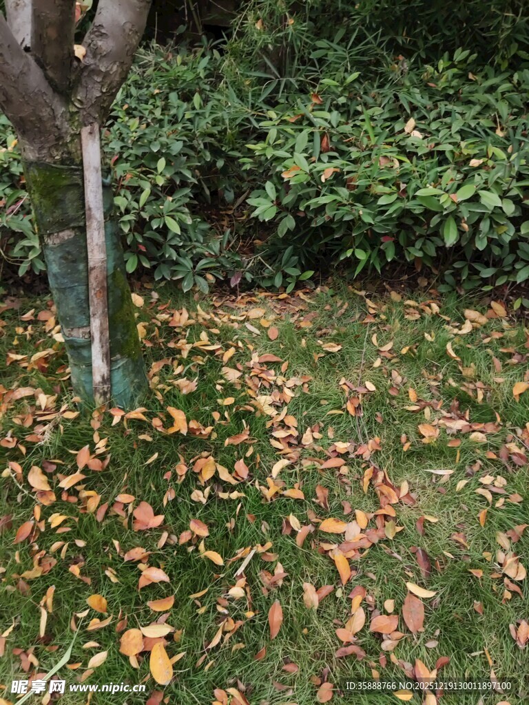 秋日落叶铺地的静谧景象