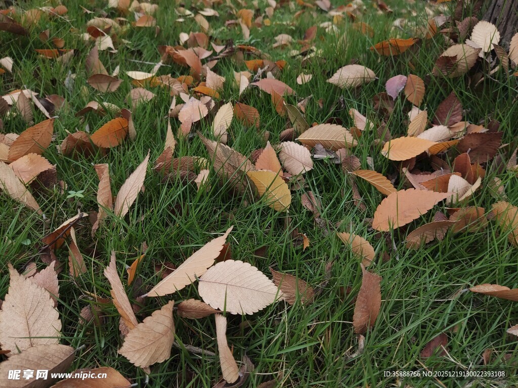 草地上的蘑菇与落叶