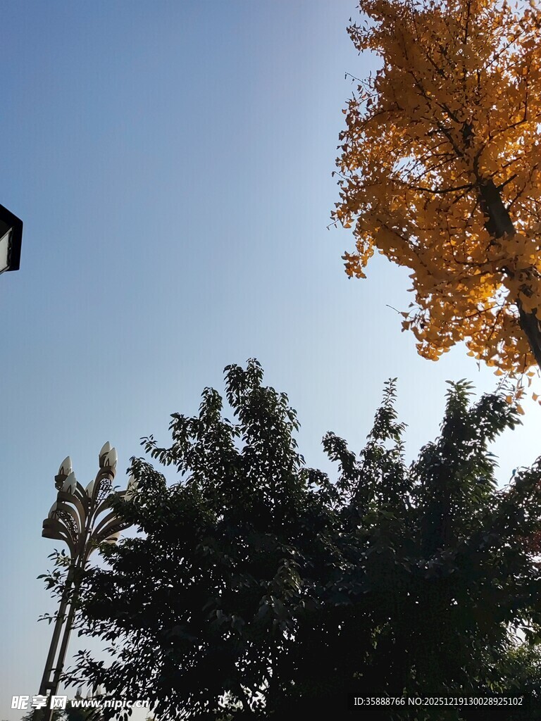 秋日树梢蓝天映衬美景