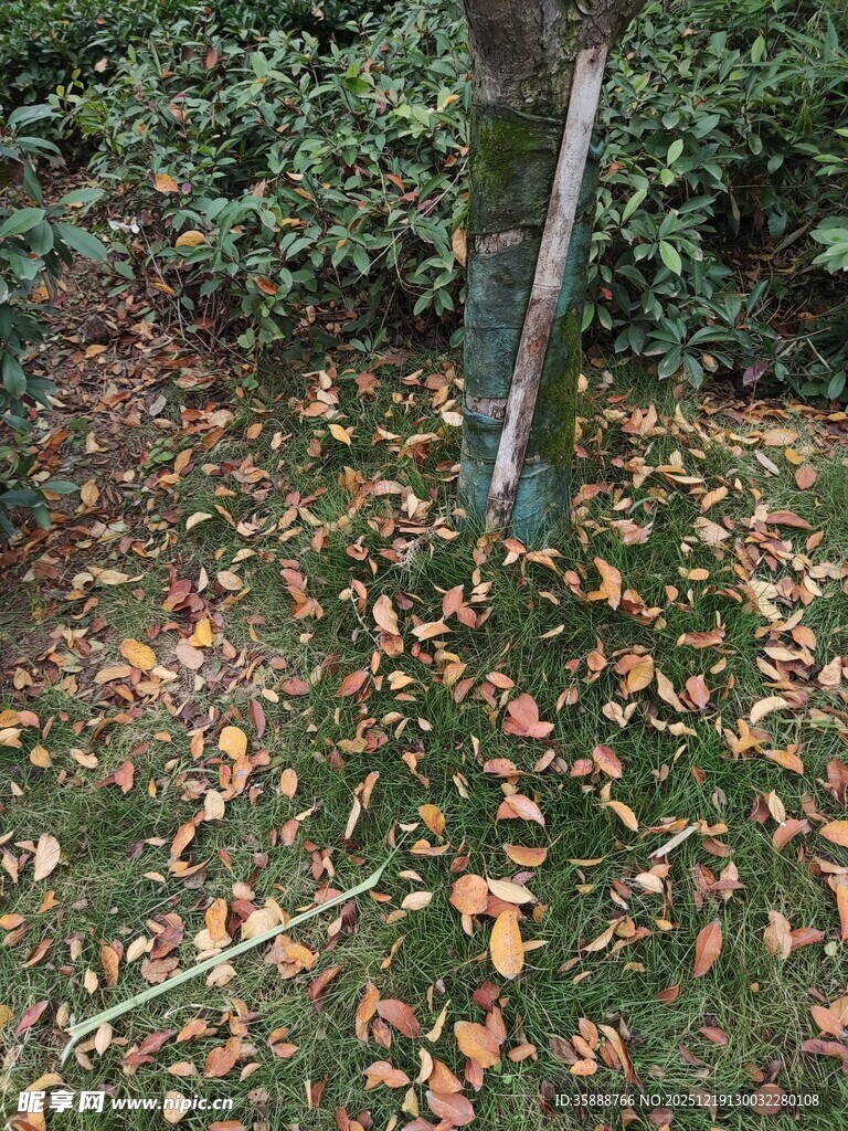 树下落叶铺就秋日景致