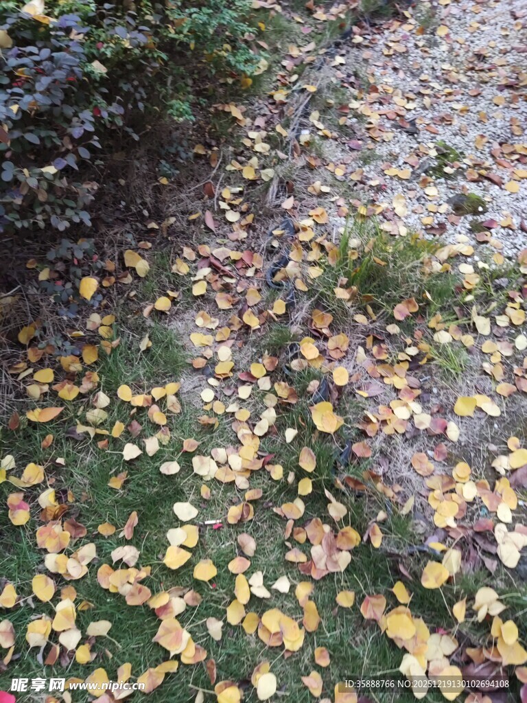 秋日小径落叶缤纷