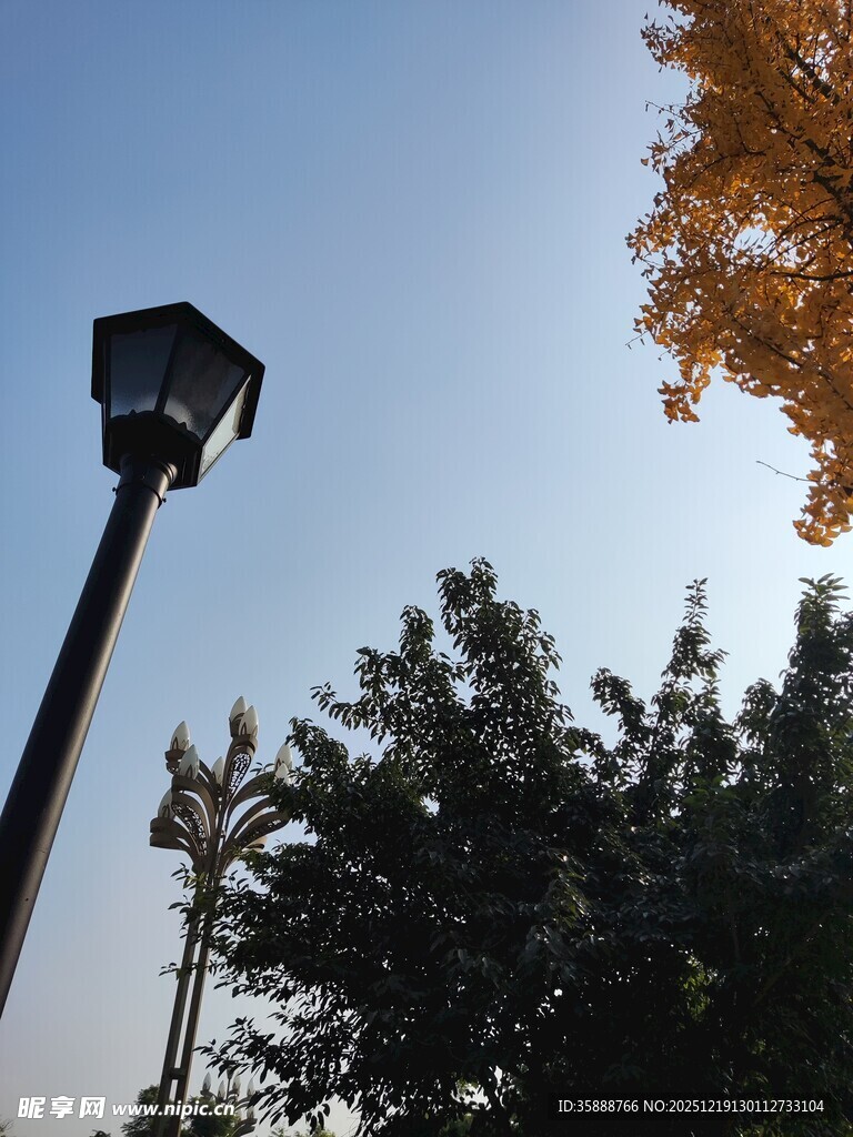秋日路灯下的树木景致