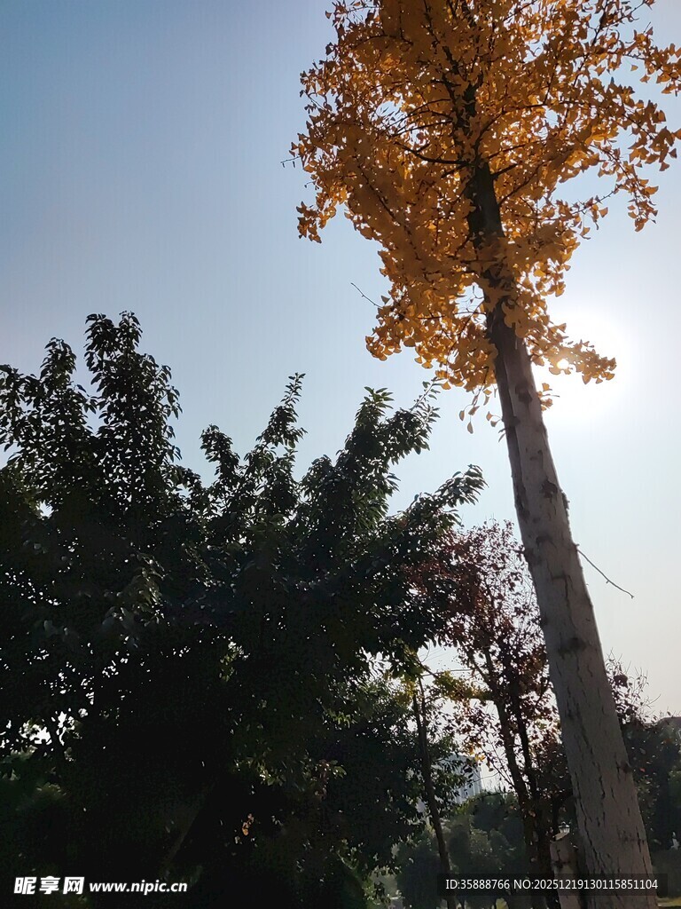 秋日挺拔银杏树