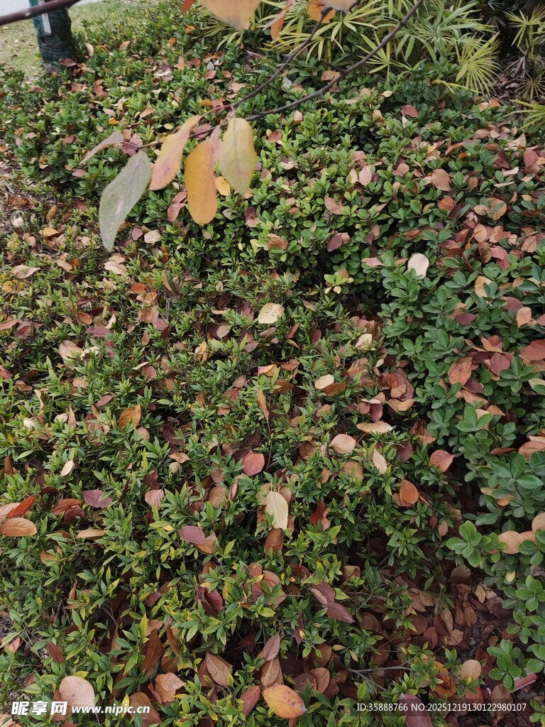 秋日落叶覆盖的绿植景观