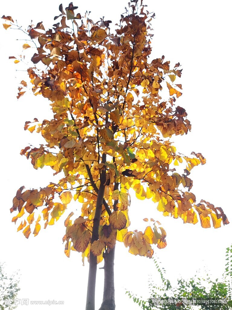 秋日金黄树叶的挺拔树木