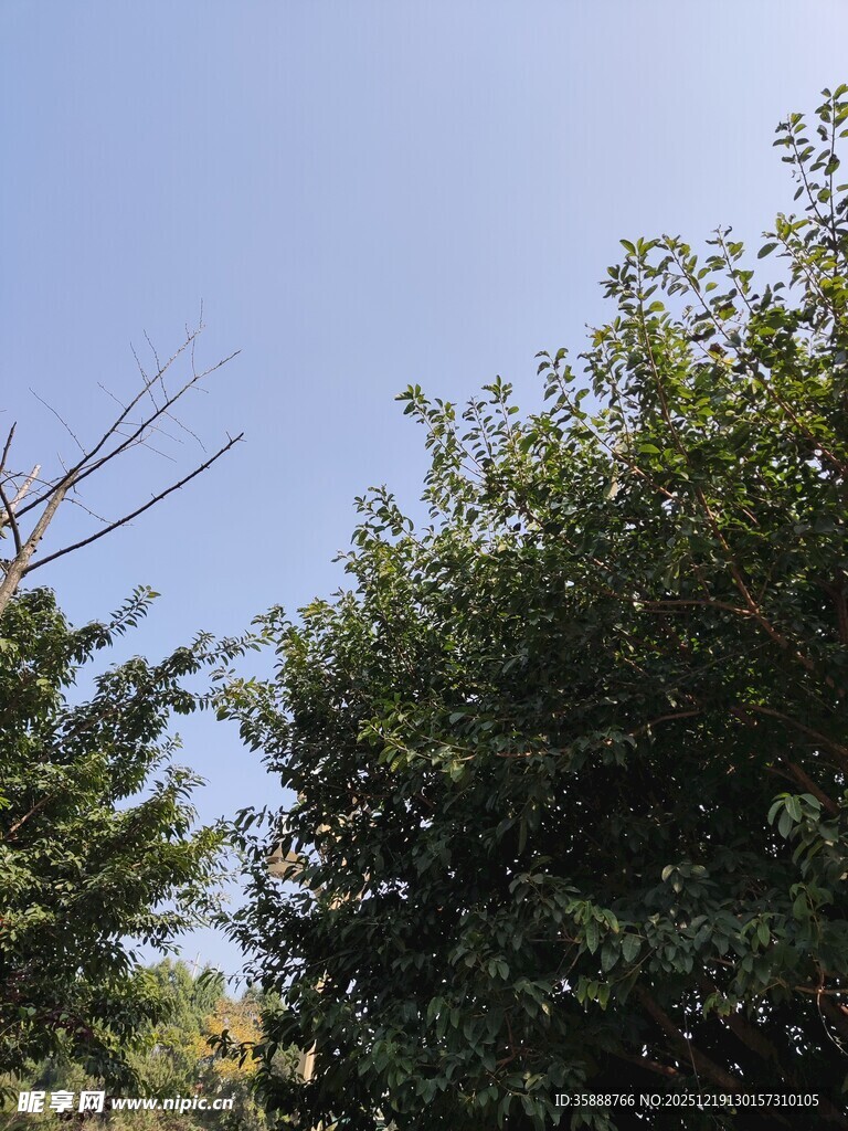 蓝天绿树自然景象