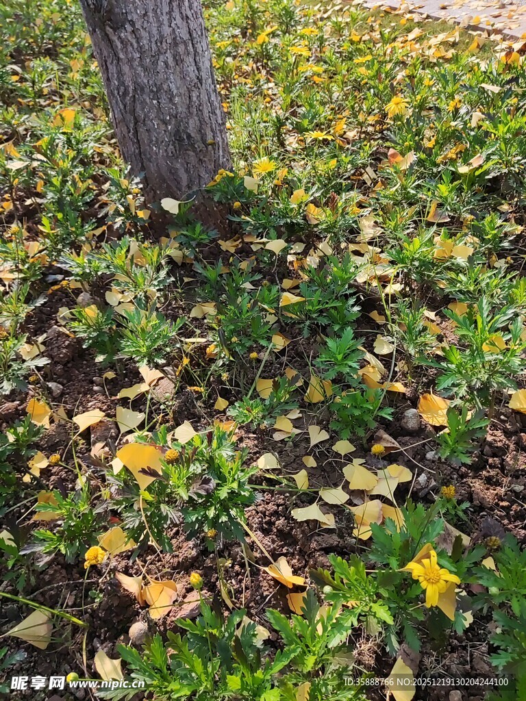 树下落叶与绿植的秋日景致