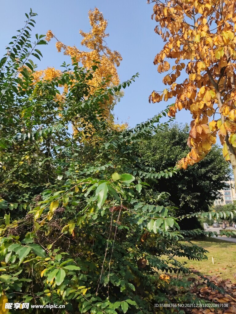 秋日多彩树木景致