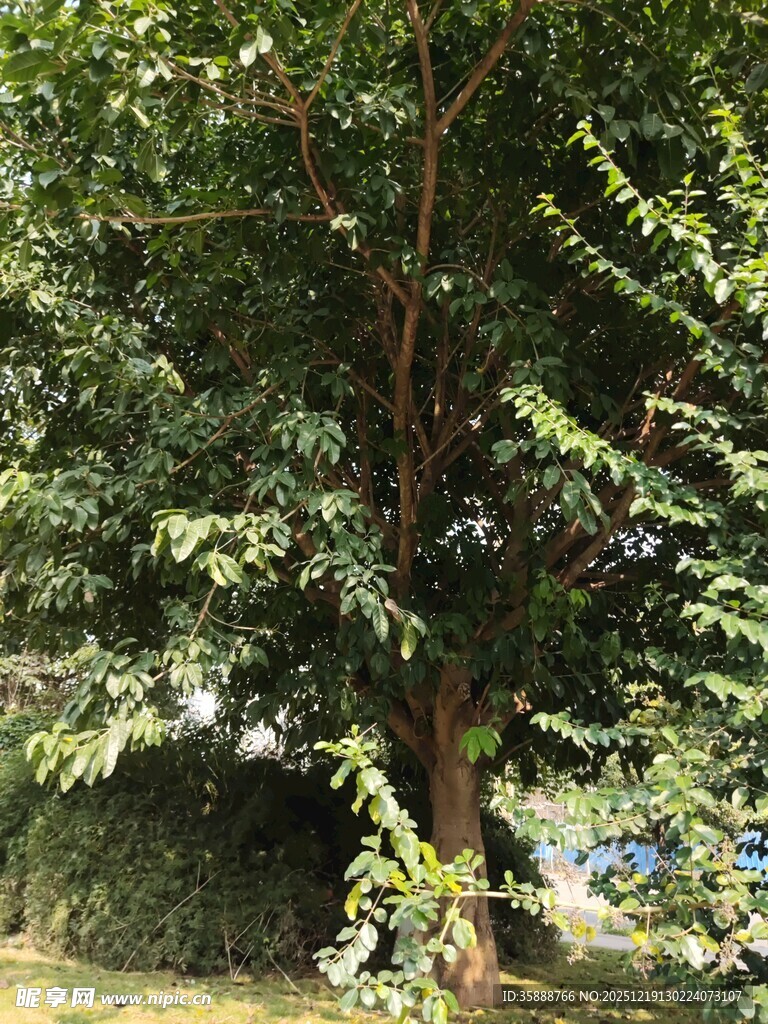 茂盛大树展现自然生机