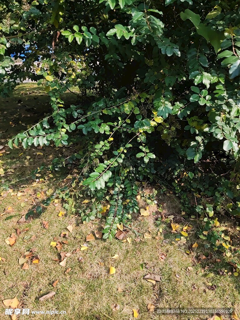 绿叶繁茂的灌木丛