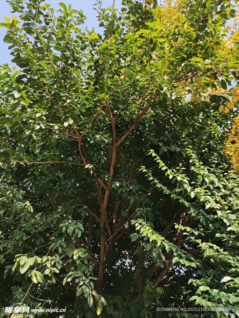 繁茂绿树展现自然生机