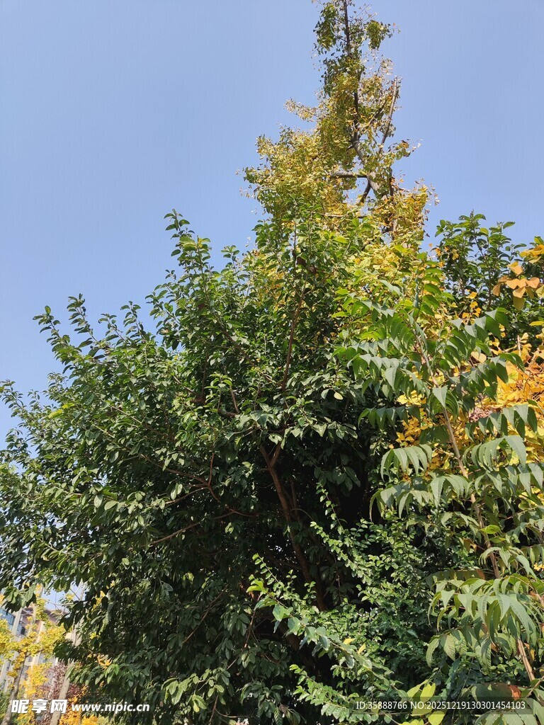 秋日葱郁树木景观