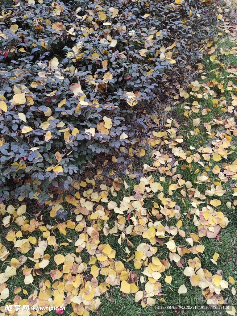 秋日落叶铺就斑斓地面