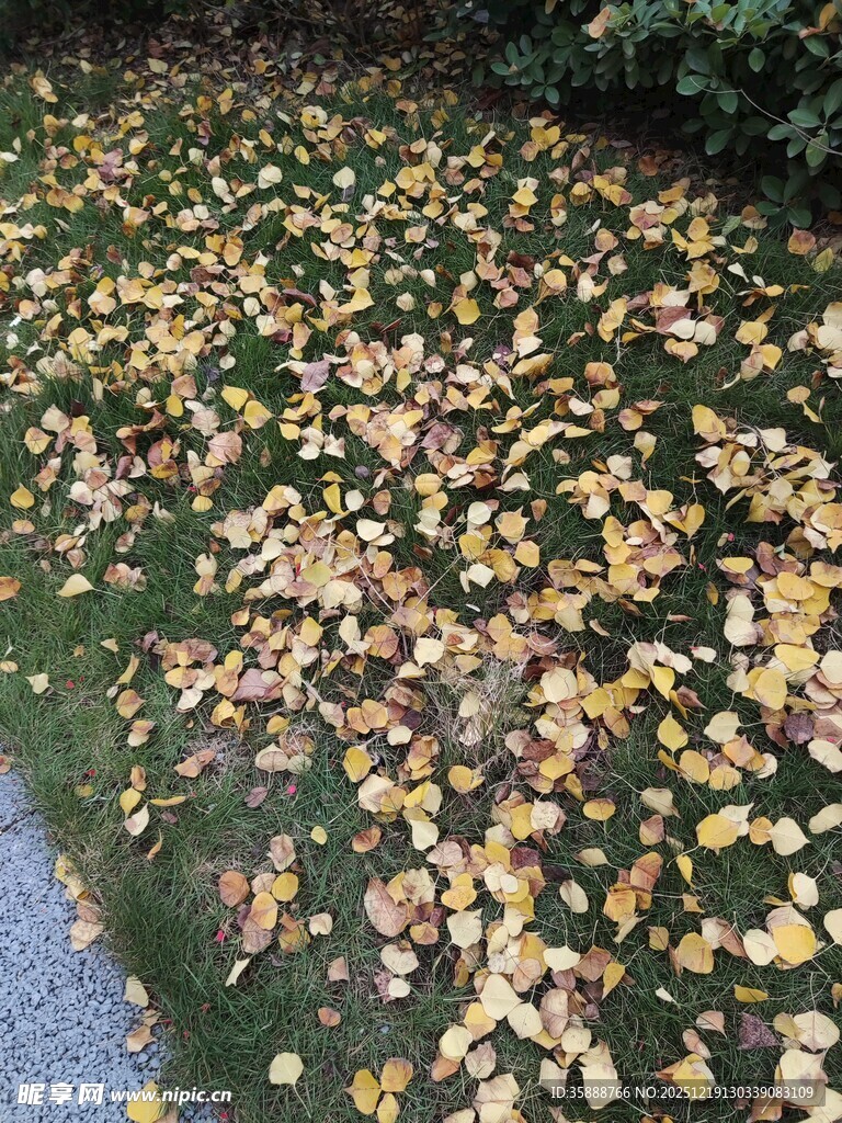 落叶铺地的秋日美景