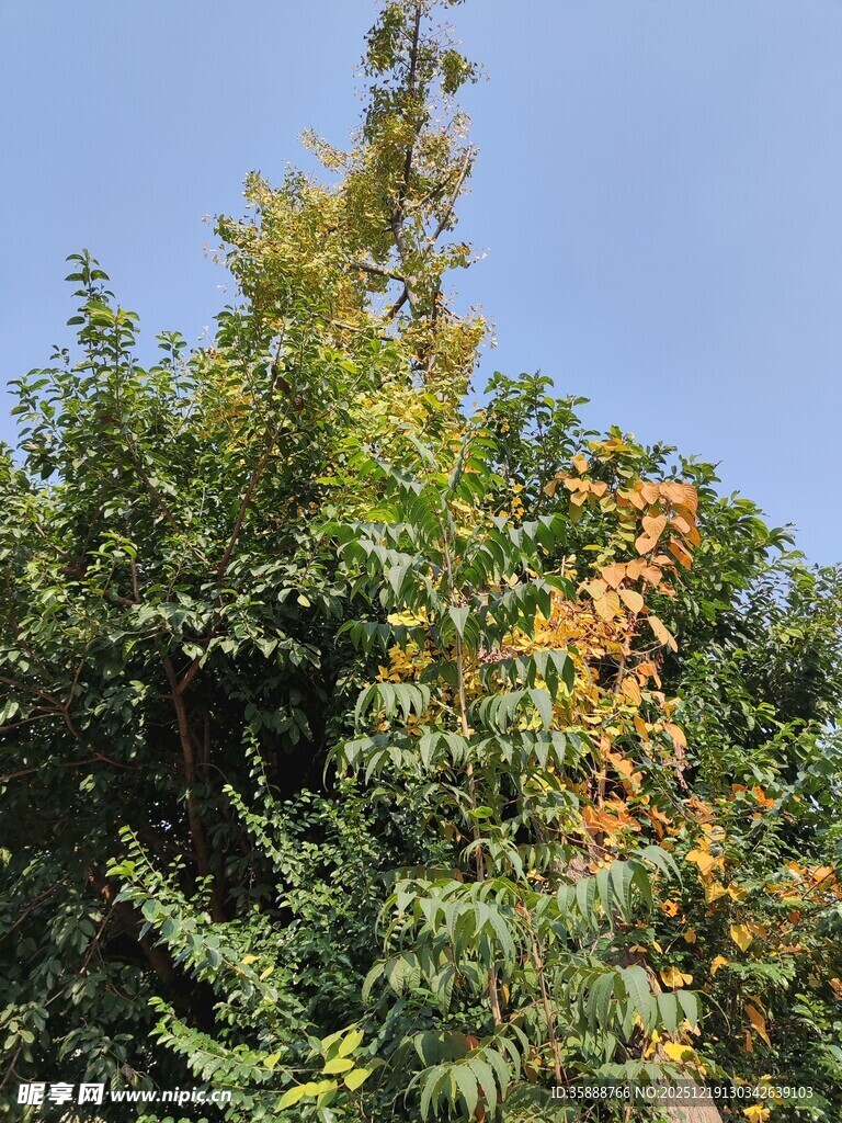 蓝天映衬下的多彩树木