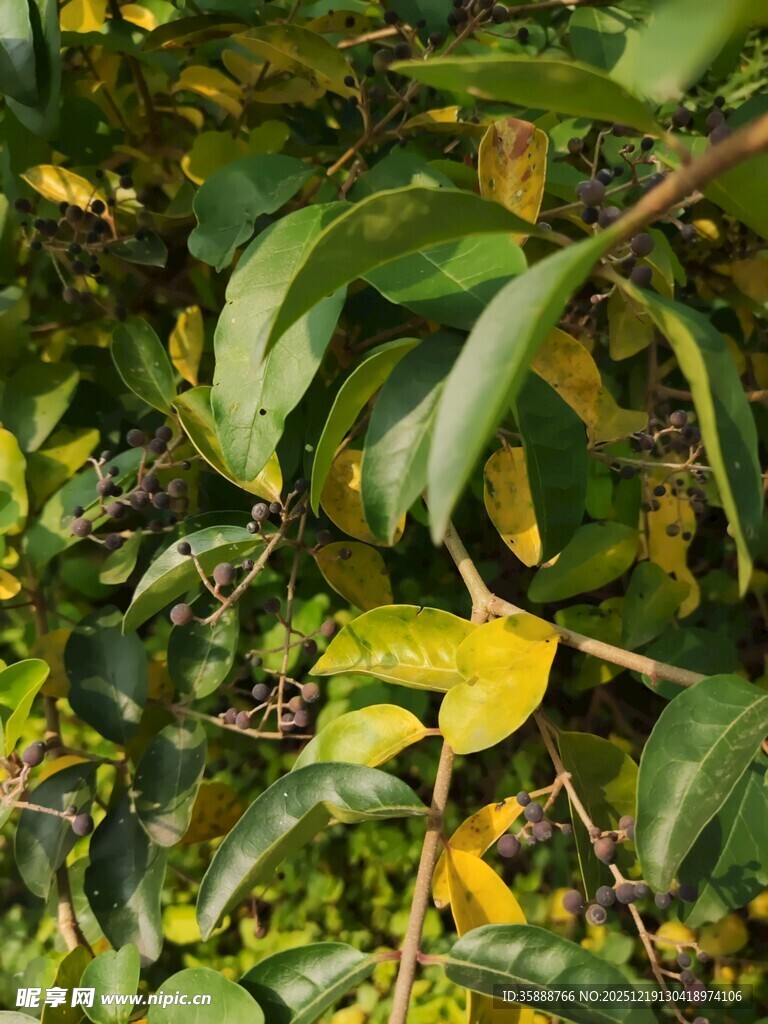 秋日枝头黄绿相间的树叶