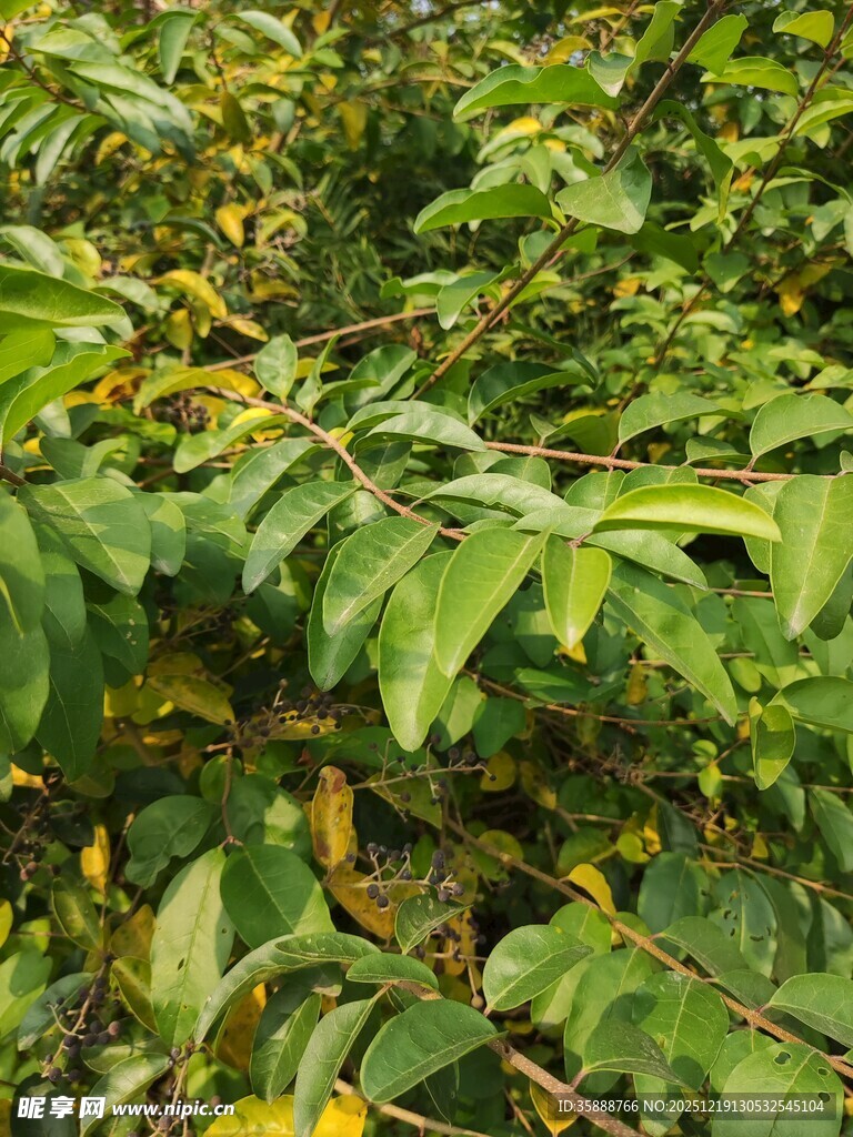 茂密翠绿的植物叶片