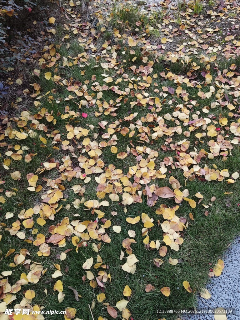 地面铺洒的金黄银杏落叶