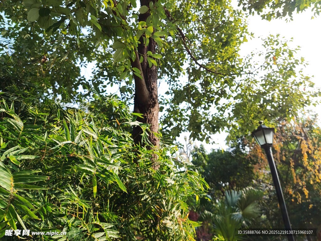 繁茂树林中的自然景致