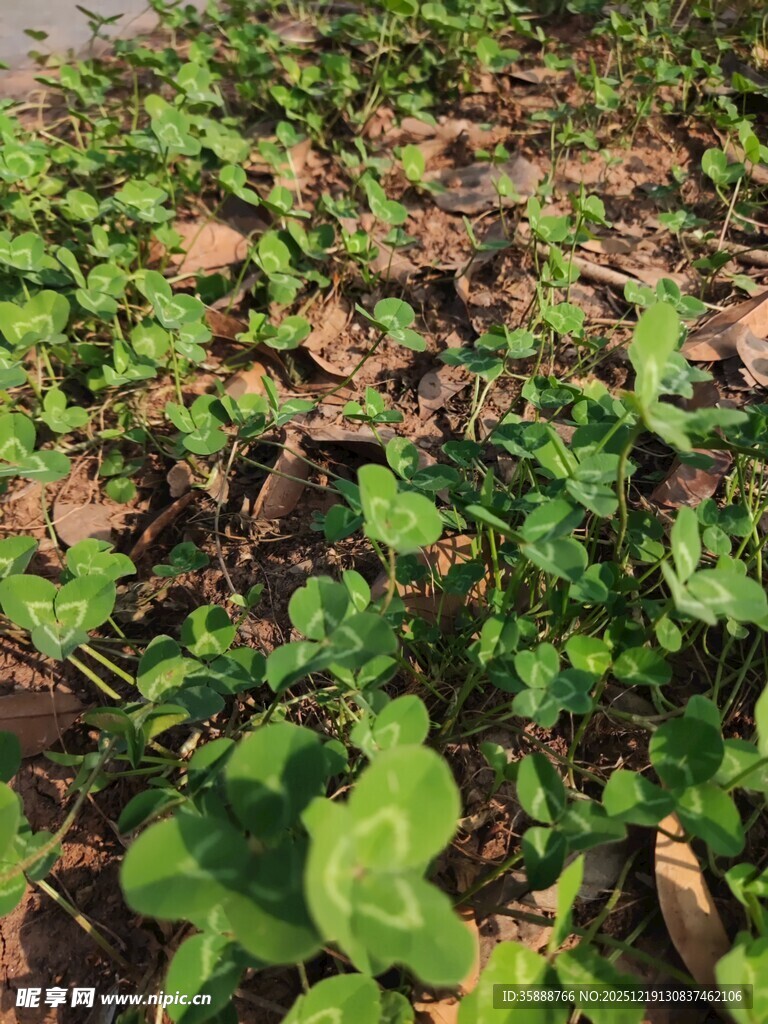 地面上的翠绿植物与枯叶