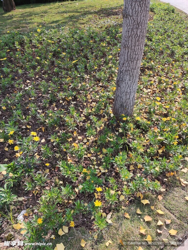 树下落叶缤纷的秋日景象