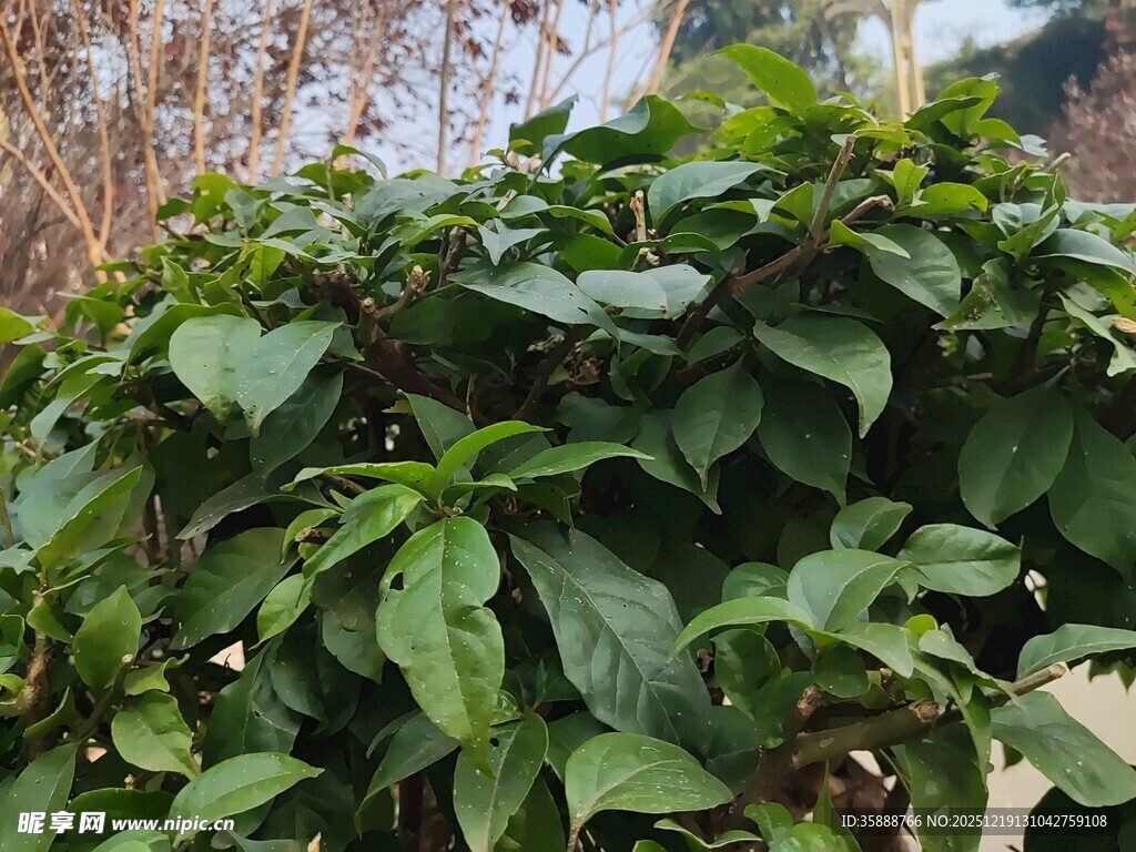 茂盛绿植叶片翠绿生机足
