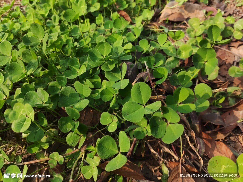 嫩绿幼苗破土生长