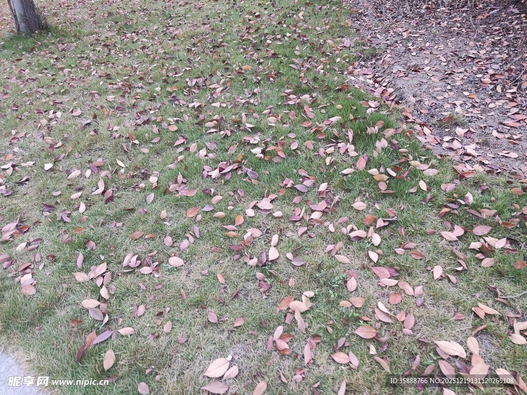 地面散落枯黄落叶景象