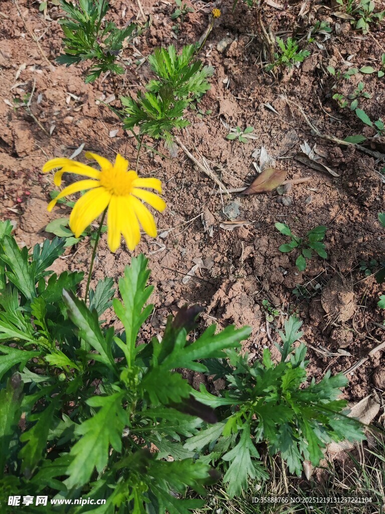 黄色小花绽放于泥土间