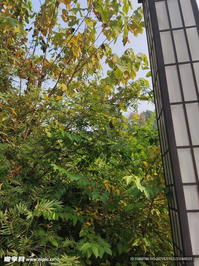 窗外绿意盎然的繁茂景致