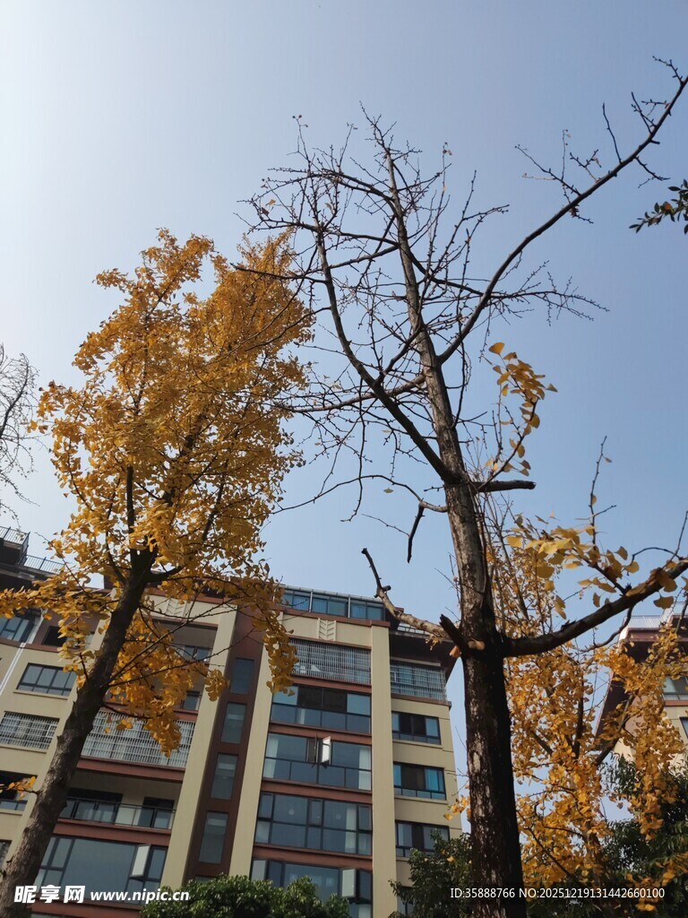 秋日楼前黄叶枯枝景致