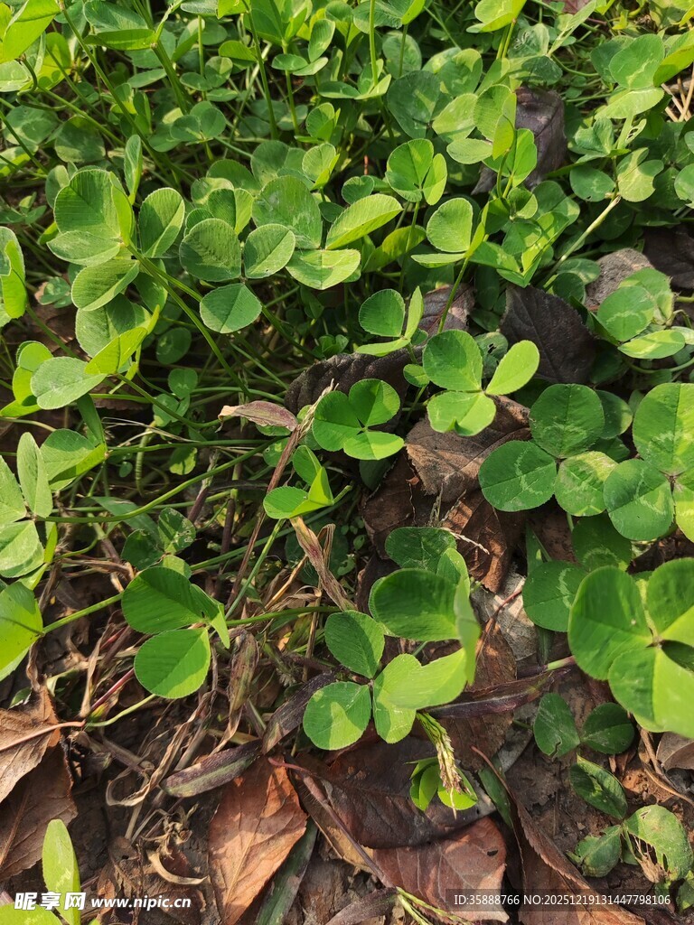 地面上鲜绿的低矮植物