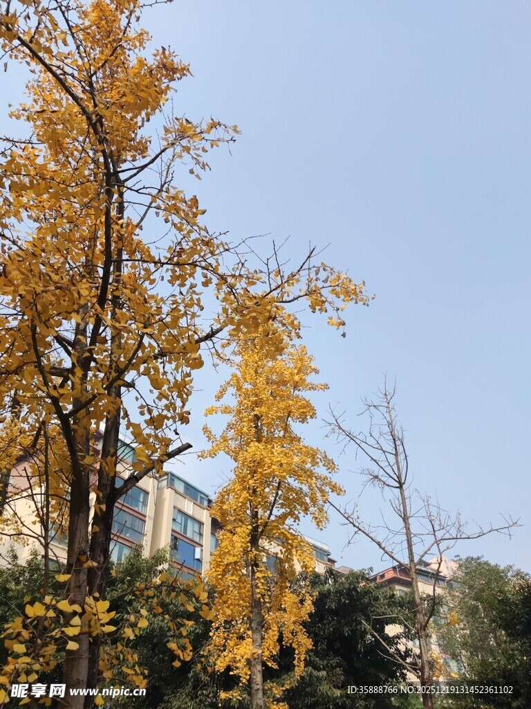 秋日金黄银杏树风景