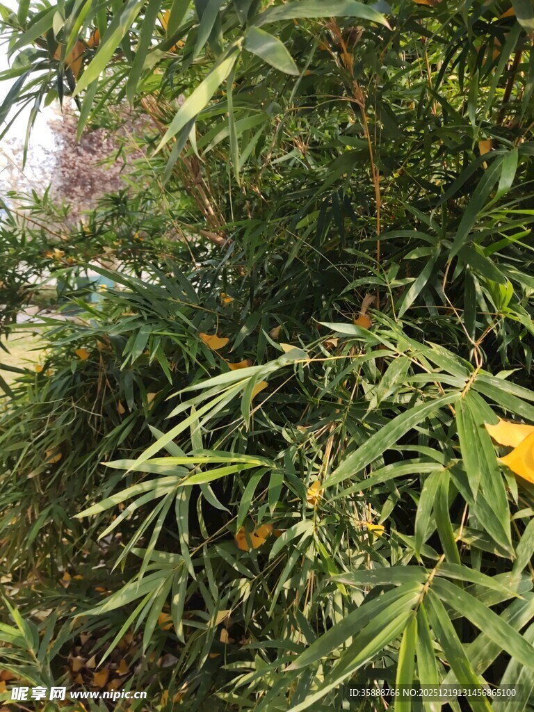 翠绿竹林中的繁茂枝叶