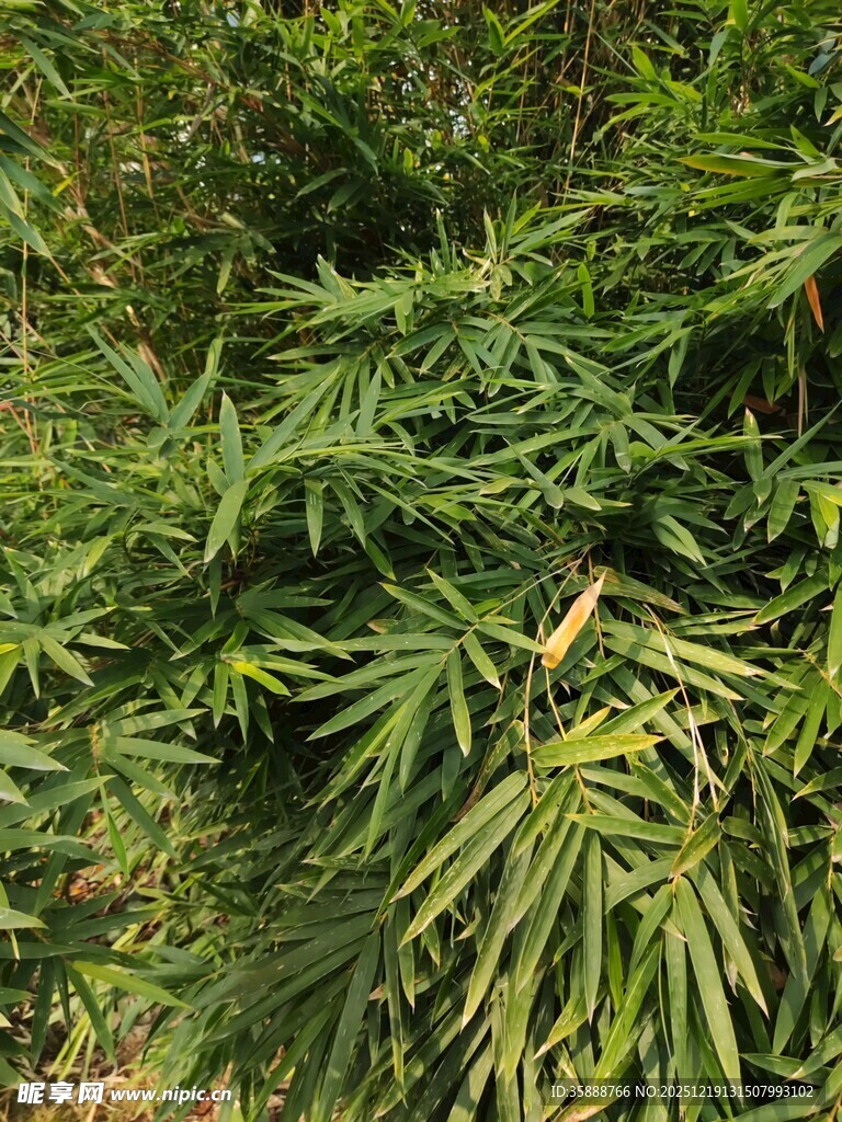 茂密绿植中的翠绿竹叶
