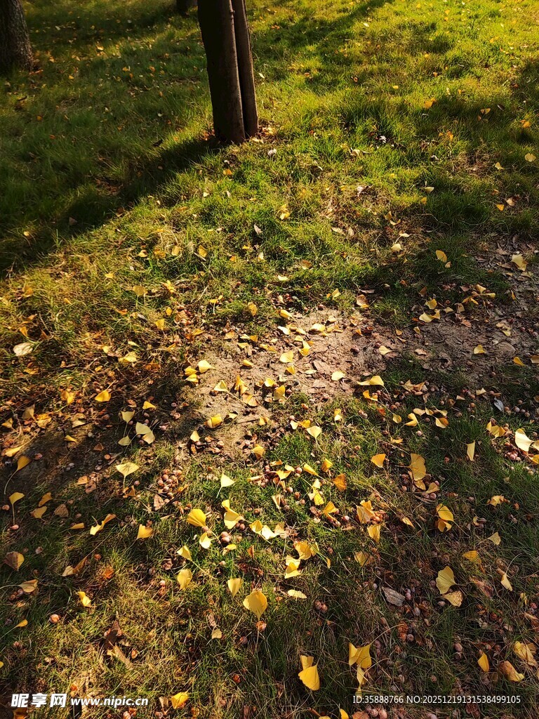 秋日草地落叶光影景色