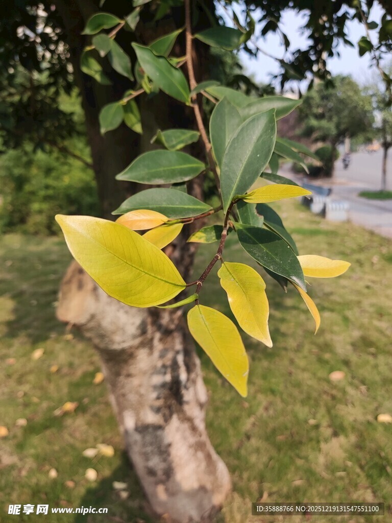 枝头黄绿相间的鲜嫩树叶