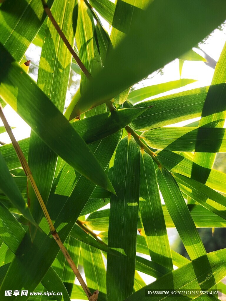 翠绿竹叶间的光影世界